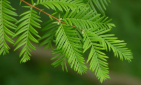 植物会感觉到疼痛吗？