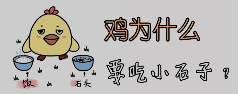 鸡为什么爱吃小石子