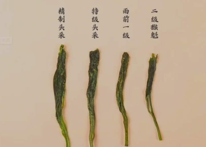中国名茶-太平猴魁