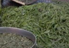 湖南特产-长沙绿茶