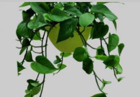 哪些室内植物可以净化空气?