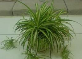 能吸收甲醛的植物