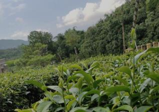 广东汕尾特产之海丰莲花山茶