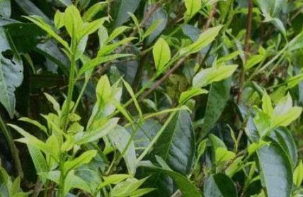 广东清远特产之连南大叶茶