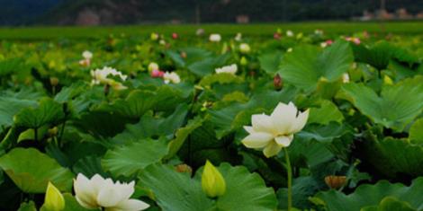 普者黑旅游攻略:普者黑荷花是什么季节开的