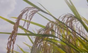重庆特产之马喇湖贡米