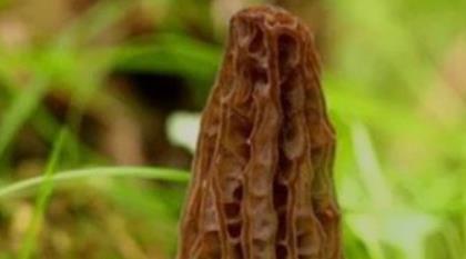 重庆特产之黔江羊肚菌