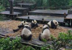 成都旅游攻略导游推荐，成都旅游攻略自由行攻略