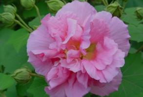 芙蓉花象征什么 芙蓉花的寓意介绍