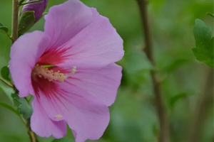 木槿花的花语 木槿花的生活习性