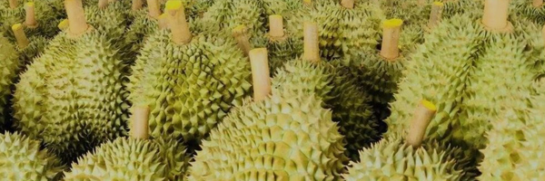 榴莲剥开后放冰箱可以放几天,榴莲剥开后放冰箱能放几天
