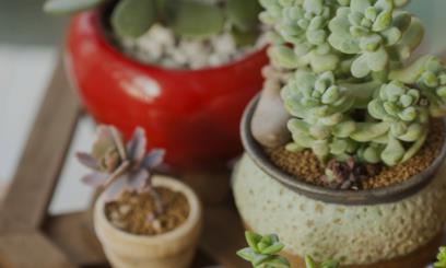 光棍多肉植物怎么养才长得好 光棍多肉植物长得好的养殖方法