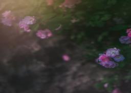 黑色蔷薇花的花语 蔷薇花是什么花