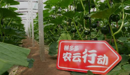 拼多多“农云行动”走进山东贝贝南瓜产区,助力产业数字化