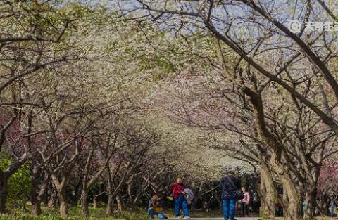 推荐抚顺市春季赏花好去处 抚顺市春季赏花去哪里