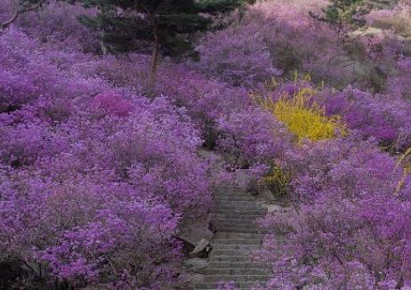推荐白城春季赏花好去处 白城市春季赏花去哪里