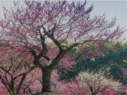 推荐大庆市春季赏花景点 大庆市春季赏花去哪里