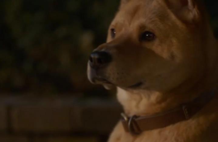 中国版《忠犬八公》31日上映