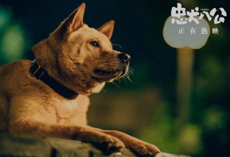 宠物陪伴“走”出家，“带毛孩子看电影”很火爆