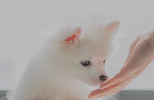 狗狗身上有螨虫用什么药效果好 狗狗长螨虫的原因