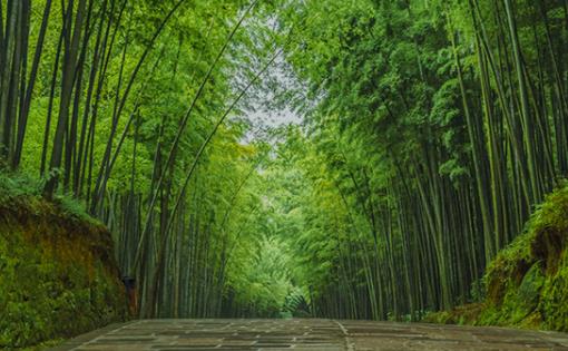 蜀南竹海在哪里 ,蜀南竹海的位置