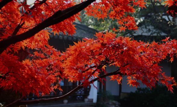 北京香山公园怎么去 北京香山公园怎么坐车