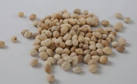 樱桃核的功效与作用及禁忌 樱桃核用法用量