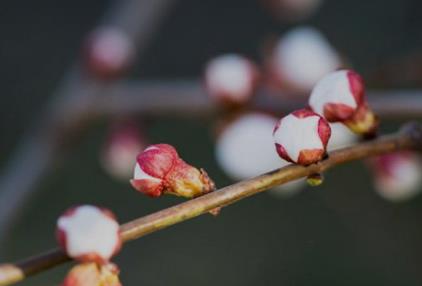 赣州市春季赏花去哪里 赣州春季赏花攻略