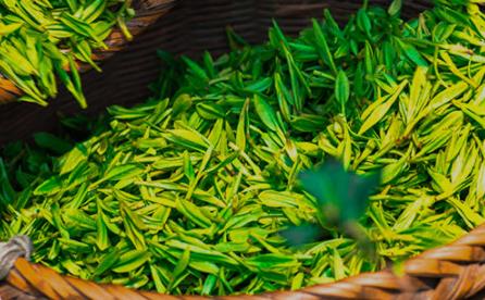 丽水有哪些特色名茶 浙江丽水特产