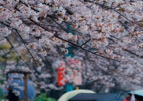 谈谈包头市春季赏花去哪里 推荐包头市春季赏花景点有哪些