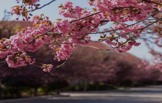 推荐固原市春季赏花好去处 固原市春季赏花去哪里