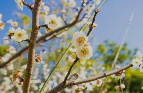推荐秦皇岛春季赏花好去处 秦皇岛春季赏花去哪里