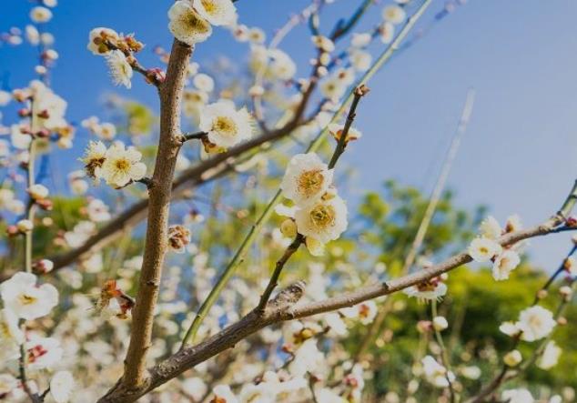 白银市春季赏花去哪里 推荐白银赏花旅游景点